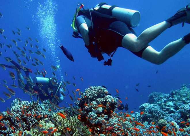 red sea diving